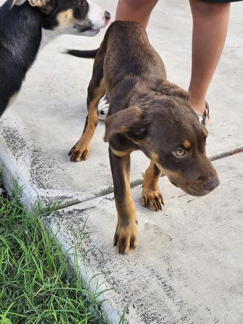 A baby small-sized female American Staffordshire Terrier dog named Marry Sue for adoption in San Antonio, TX