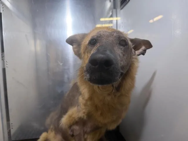 An adult extra large-sized female Mixed Breed dog named Tater for adoption in Dallas, TX