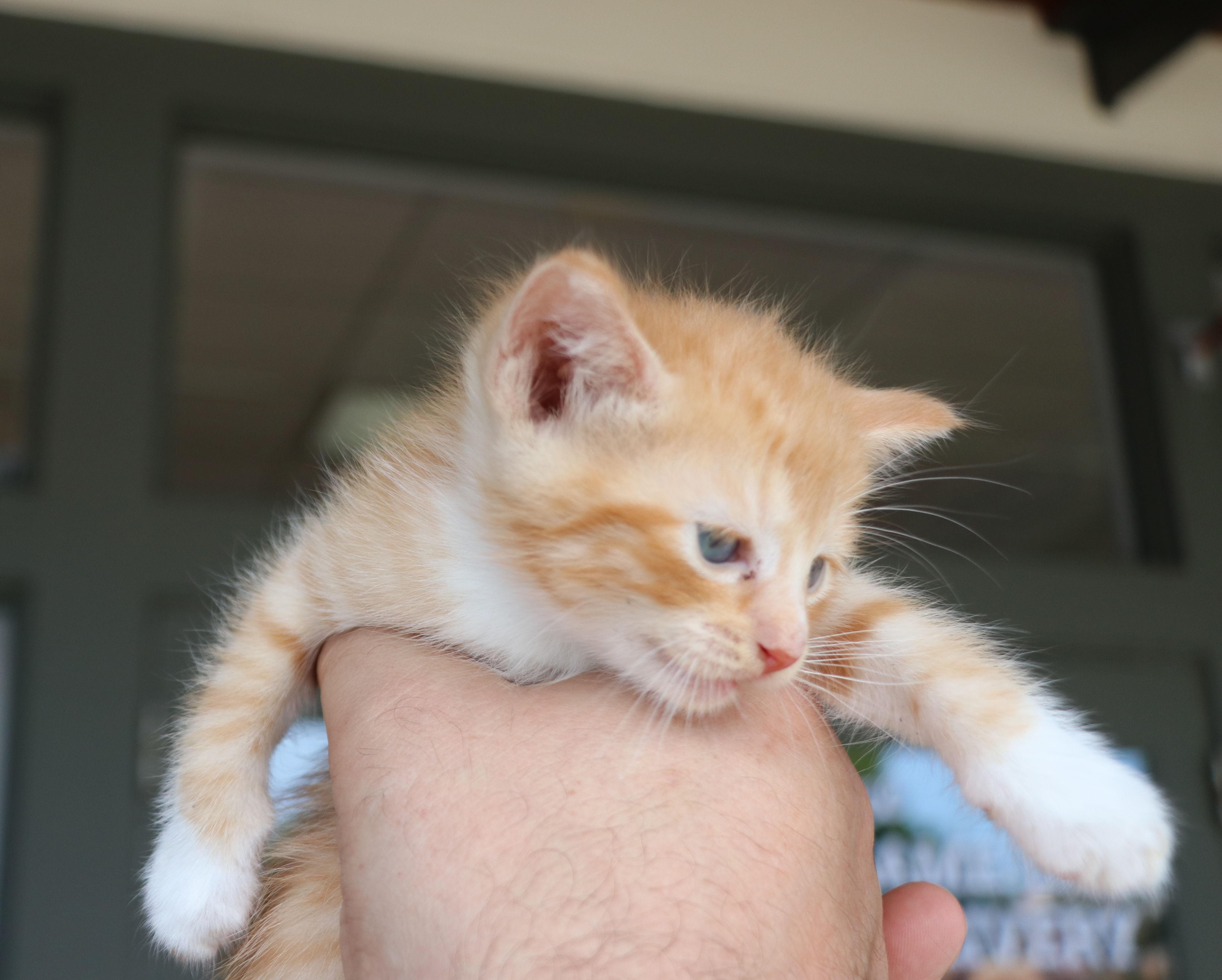 A baby medium-sized male Orange & White Domestic Short Hair cat named Fidrych for adoption in Pflugerville, TX