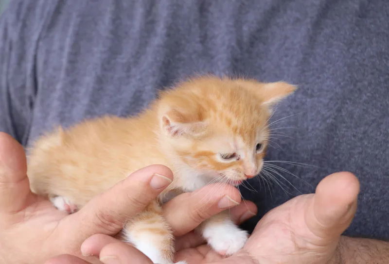 Fidrych thumbnail 2