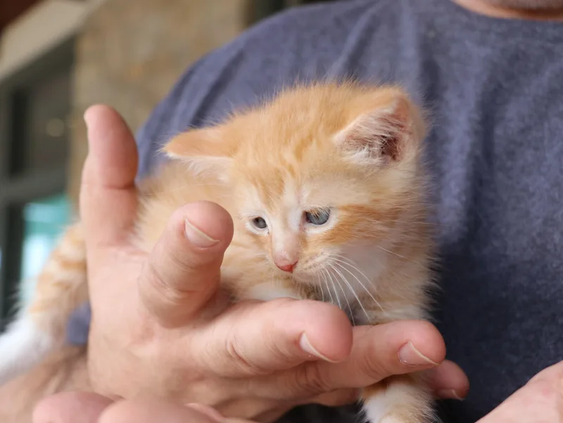 Fidrych thumbnail 4