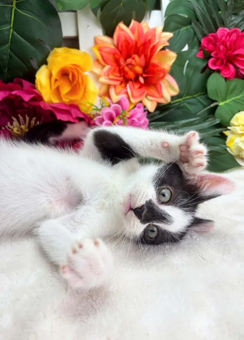 A baby small-sized male White Domestic Short Hair cat named Drew The Certified for adoption in Ocean Springs, MS