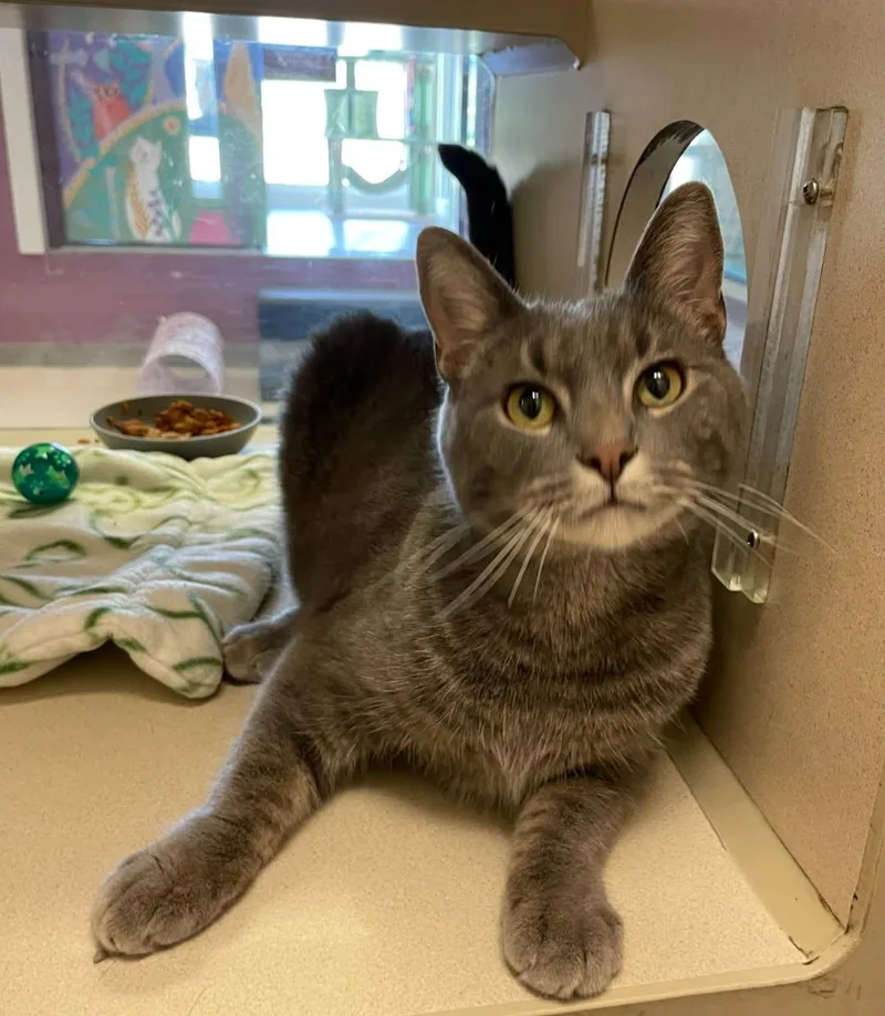 An adult medium-sized male Tabby (Gray / Blue / Silver) Domestic Short Hair cat named Ted for adoption in Mansfield, OH