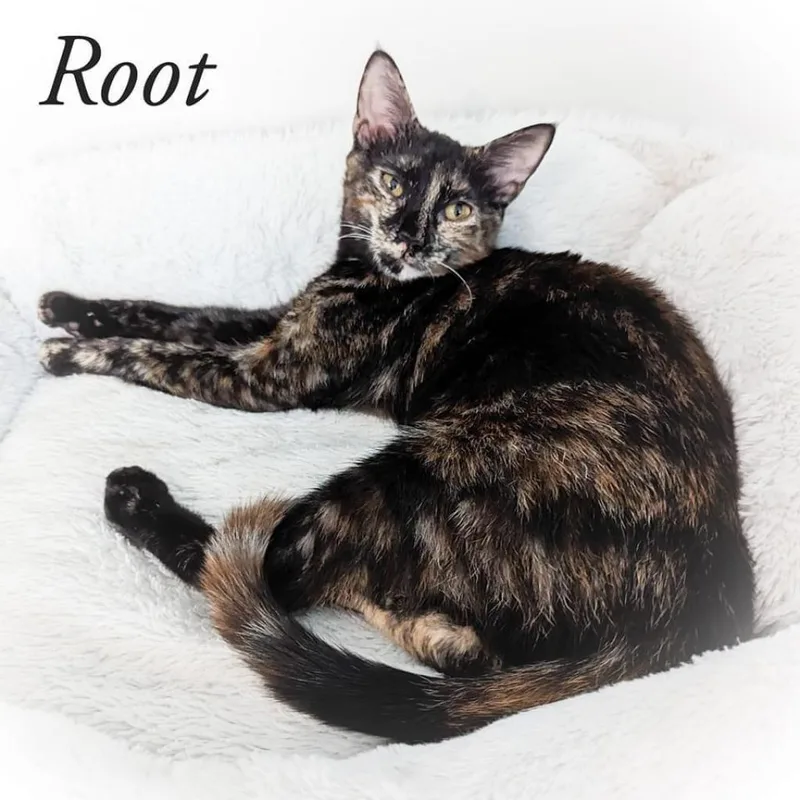 Root