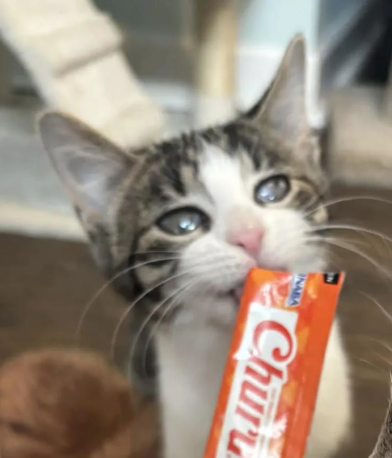 A baby small-sized female Domestic Short Hair cat named Amyrillis for adoption in Plymouth, MI