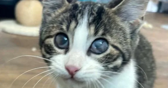 Amyrillis thumbnail 2