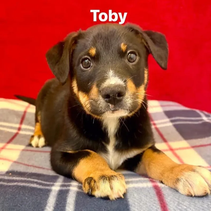 Toby