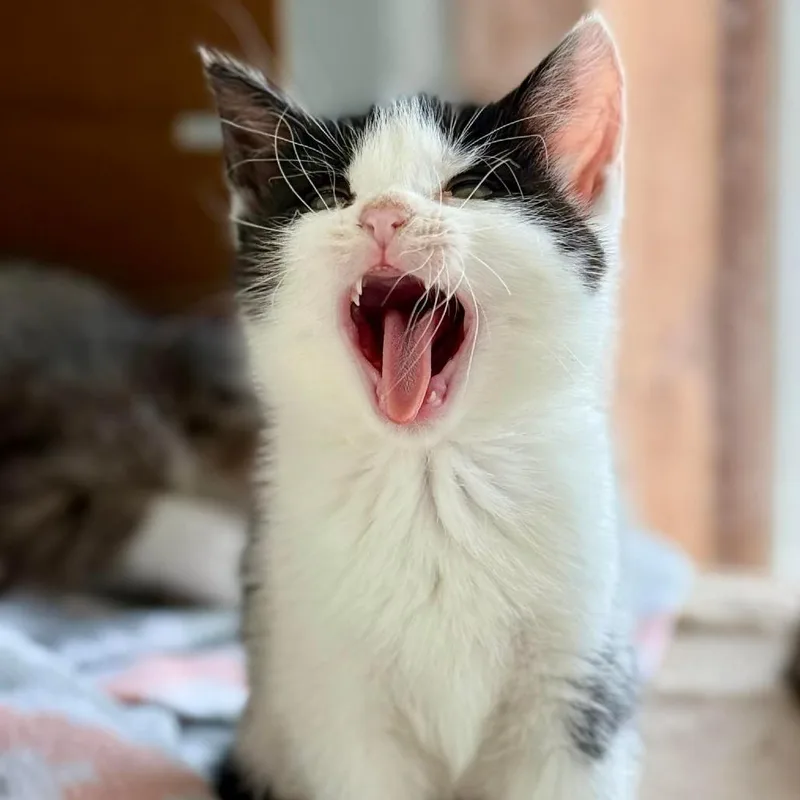 A baby small-sized male Black Domestic Short Hair cat named Charlie for adoption in Marion, IL