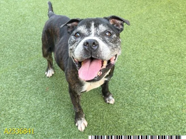 An adult medium-sized male Mixed Breed dog named Sam Merlotte for adoption in West Palm Beach, FL