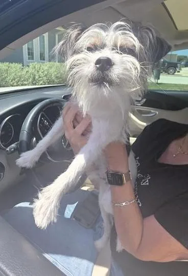 An adult small-sized male Terrier dog named Hootie for adoption in San Antonio, TX