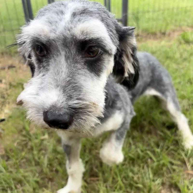 An adult small-sized female Black Terrier dog named Dollee Mae for adoption in Houston, TX
