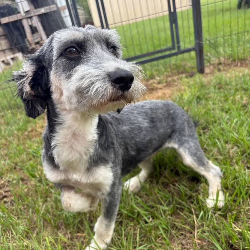 Dollee Mae thumbnail 5