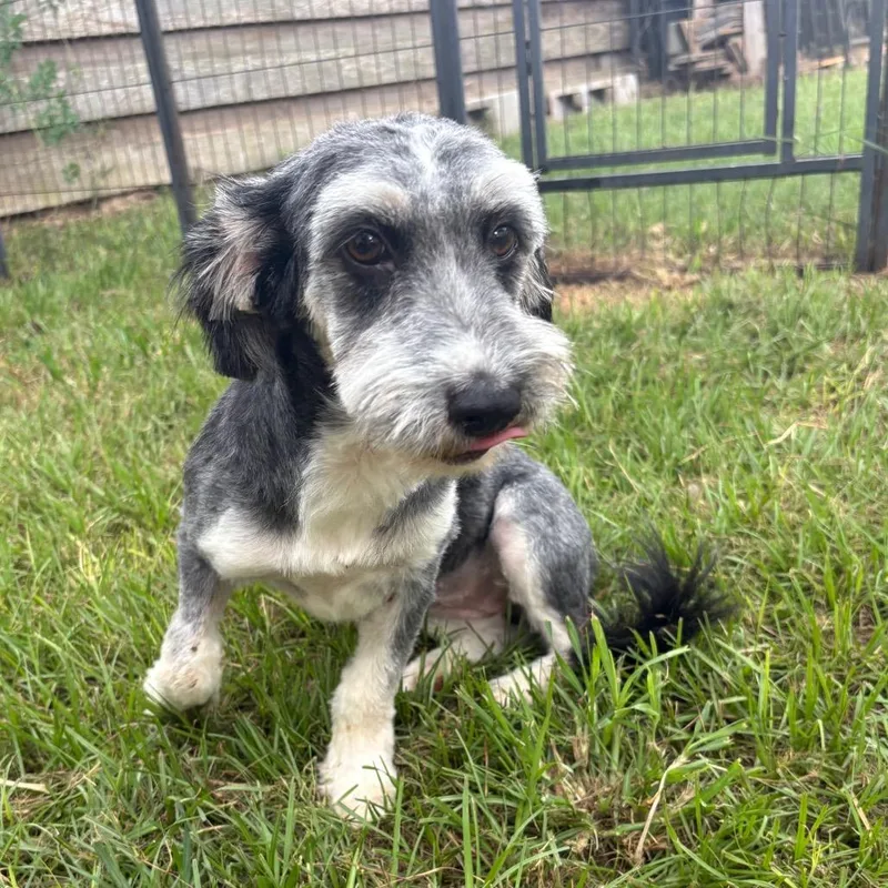 Dollee Mae thumbnail 6