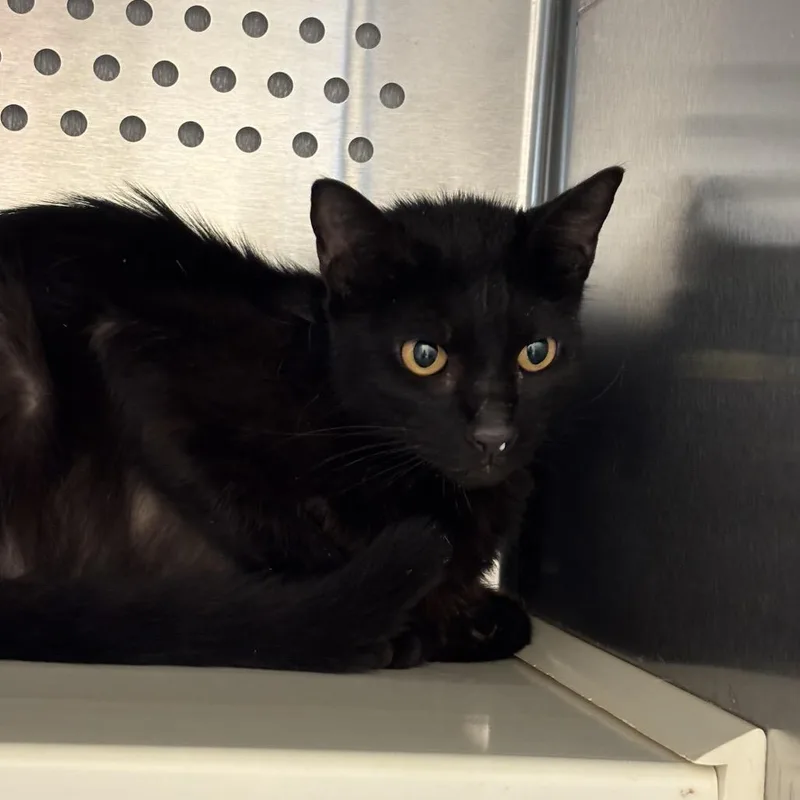 A senior medium-sized female Black Domestic Short Hair cat named Serendipity for adoption in Norman, OK