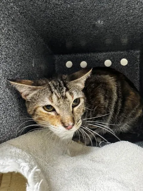 A young small-sized female Domestic Short Hair cat named Marnie for adoption in Naples, FL