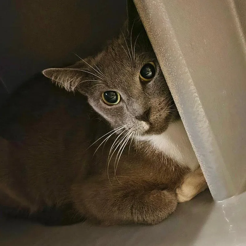 An adult medium-sized female Gray & White Domestic Short Hair cat named Delphine KPS for adoption in Rockaway, NJ