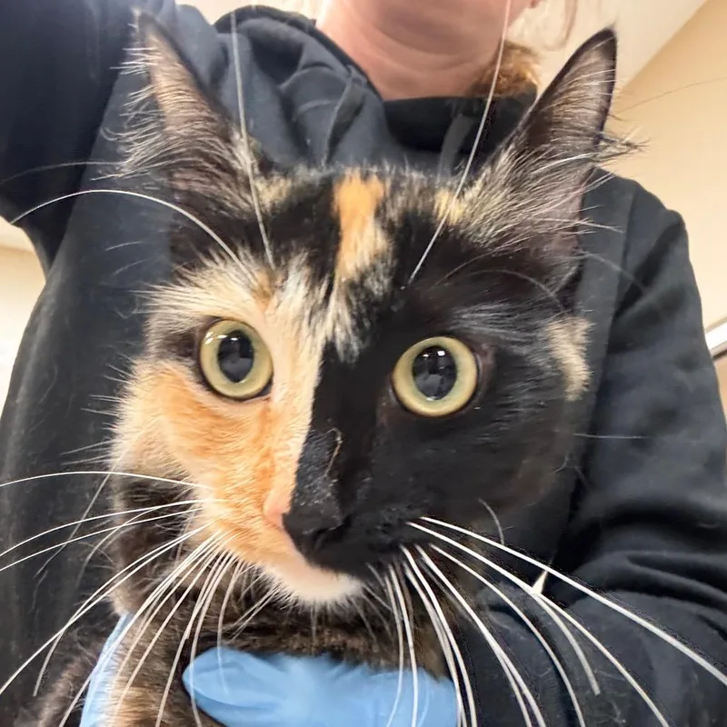 A young medium-sized female Calico Domestic Short Hair cat named Frieda for adoption in Birmingham, AL