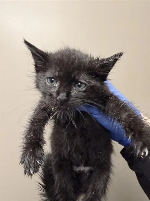 A baby small-sized female Domestic Short Hair cat named Dewey for adoption in Ontario, CA