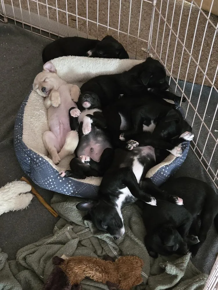 A baby small-sized male Tricolor (Brown, Black, & White) Chihuahua dog named Link for adoption in Bend, OR