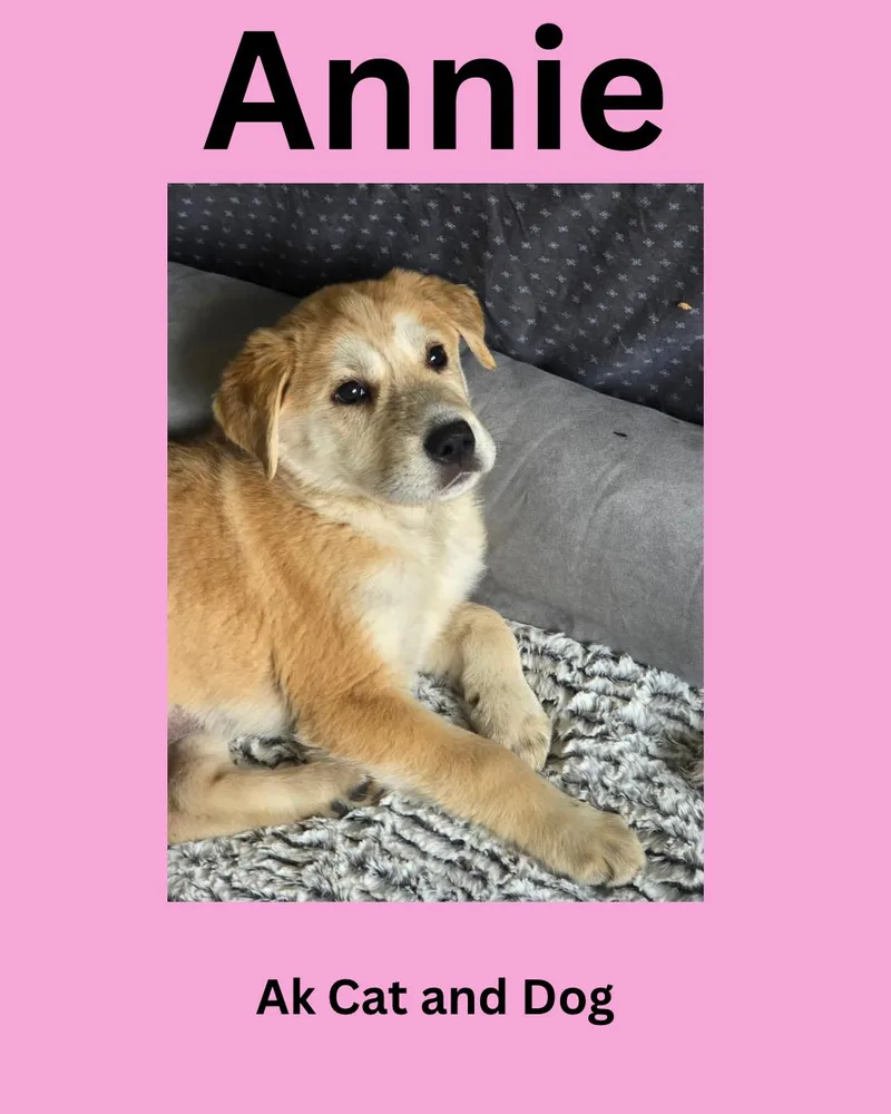 A baby small-sized female Husky dog named Annie fka Arctic pup for adoption in Wasilla, AK