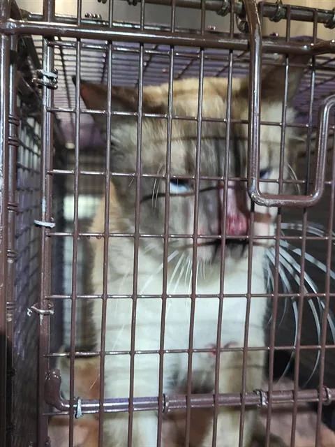 A young large-sized male Domestic Short Hair cat named Meow Meow for adoption in San Antonio, TX