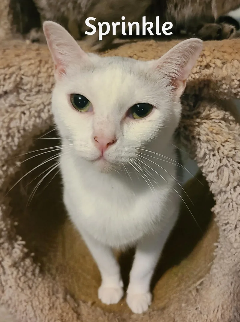 Sprinkle And Speckle thumbnail 2