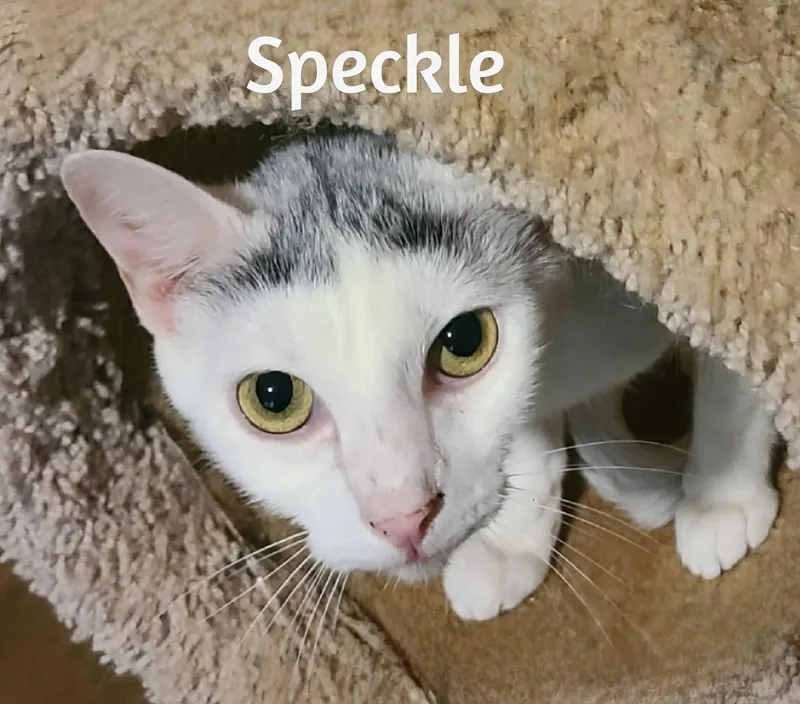 Sprinkle And Speckle