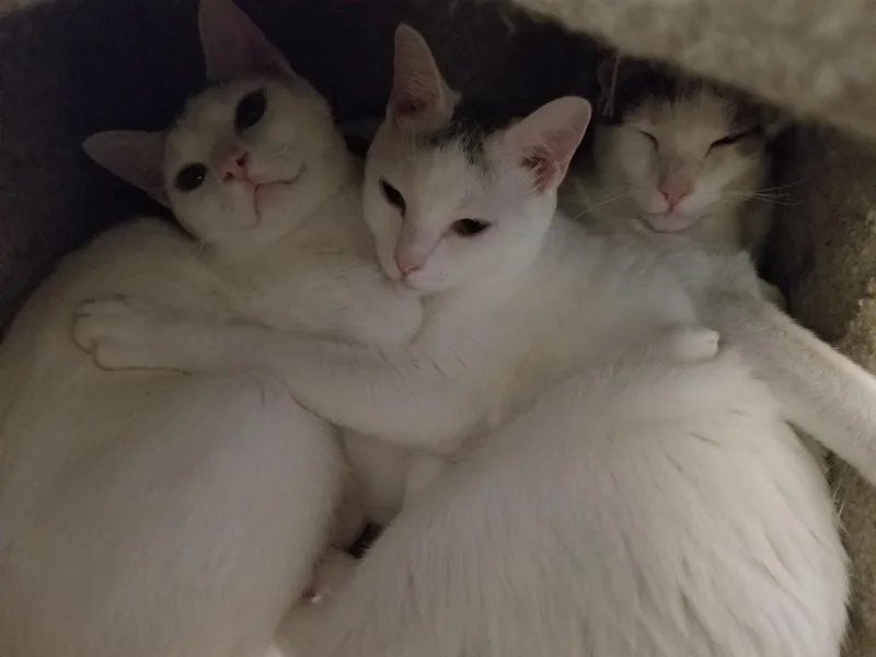 Sprinkle And Speckle thumbnail 3