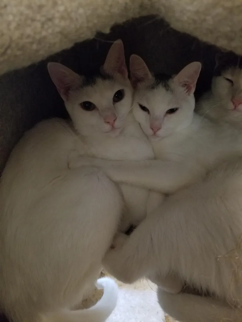 Sprinkle And Speckle thumbnail 4