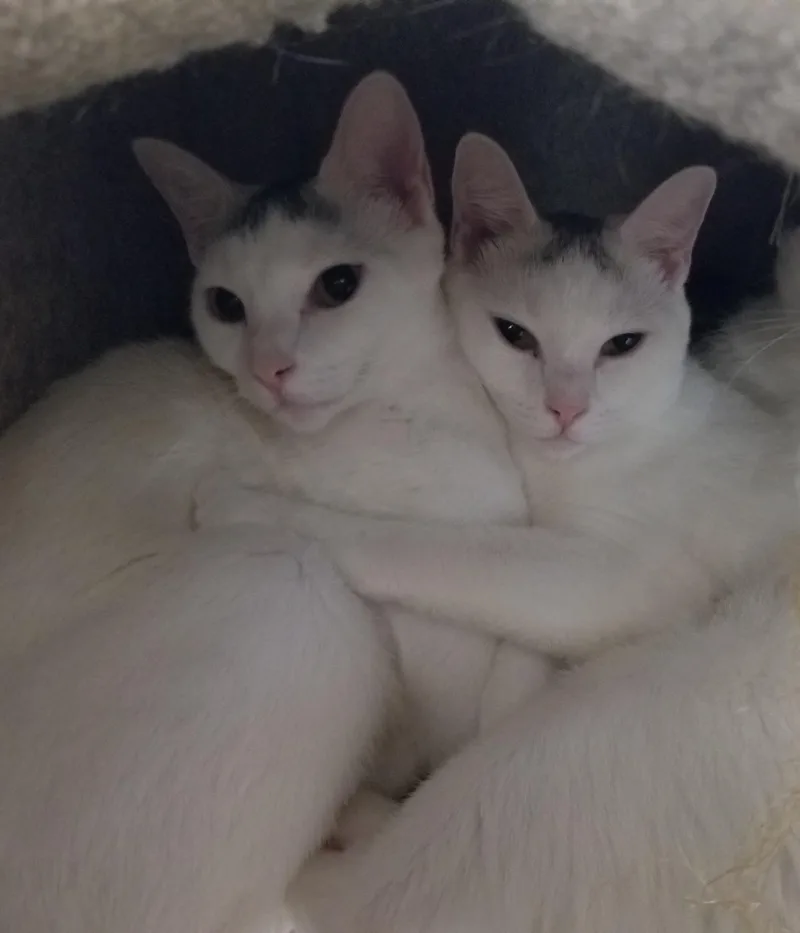 Sprinkle And Speckle thumbnail 5