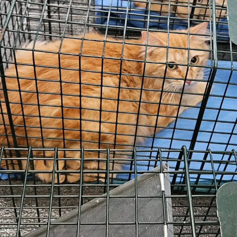 A baby small-sized female Orange / Red Domestic Medium Hair cat named Sunshine for adoption in Montgomery, AL