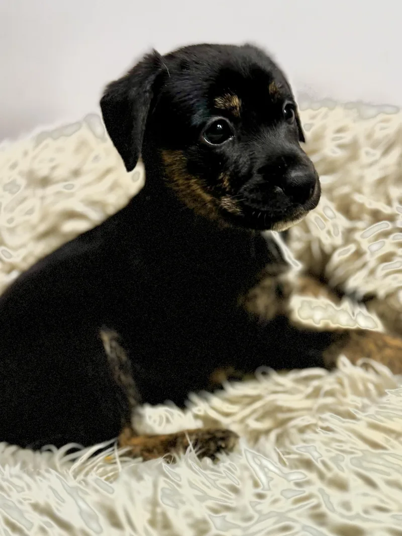 A baby medium-sized female Tricolor (Brown, Black, & White) Jack Russell Terrier dog named Little Fry Nikona  for adoption in Andover, MA