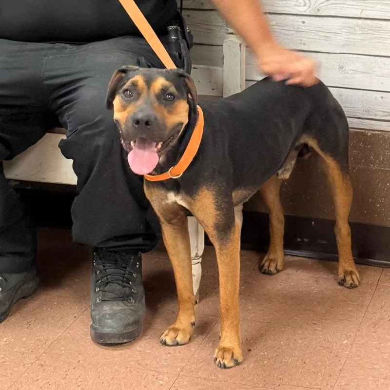 An adult medium-sized male Black Pit Bull Terrier dog named Ernie for adoption in Fort Smith, AR