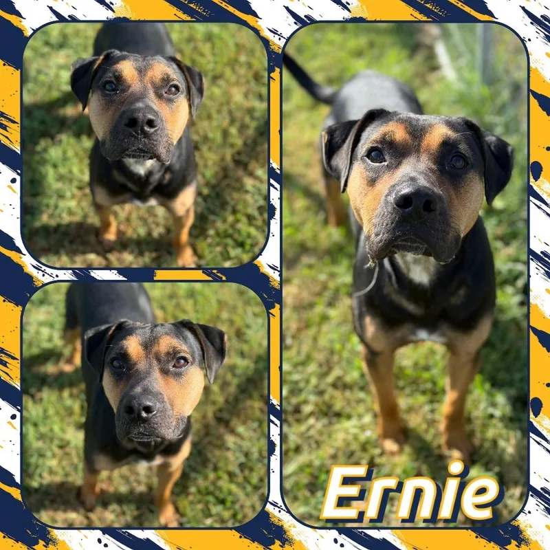 Ernie thumbnail 2