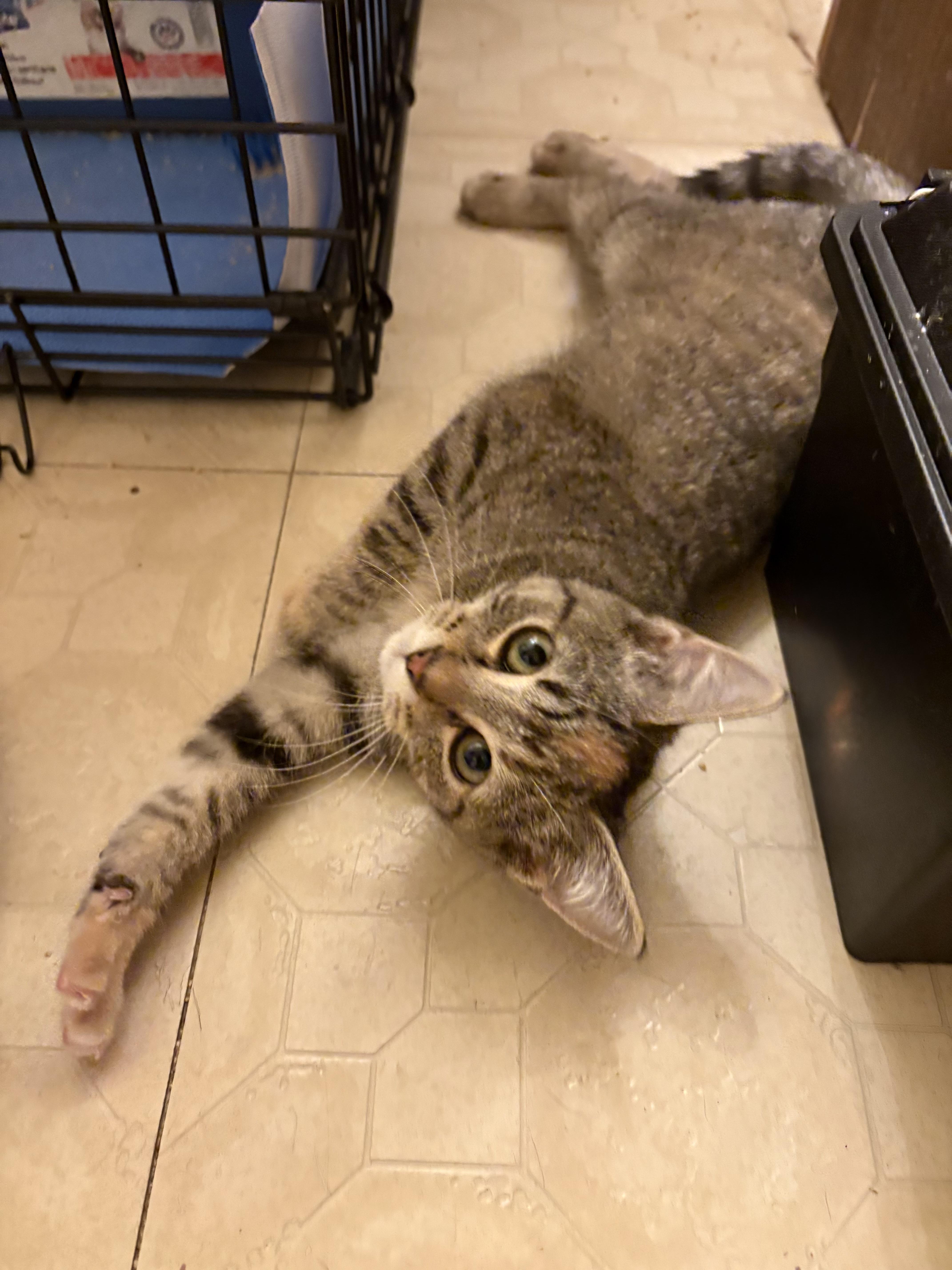 A baby small-sized female Torbie Domestic Short Hair cat named Kira for adoption in Milwaukee, WI