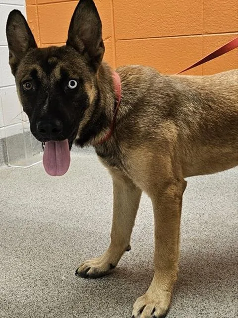 A young medium-sized male German Shepherd Dog dog named Pierce for adoption in Huntsville, AL