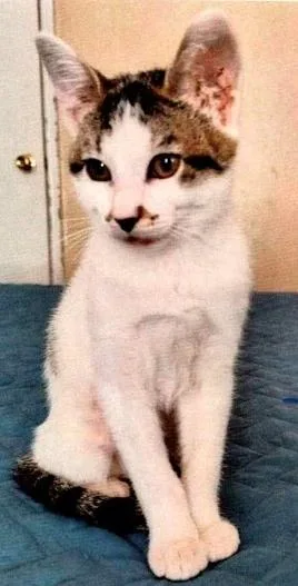 A baby small-sized female Domestic Short Hair cat named Jules for adoption in Anoka, MN