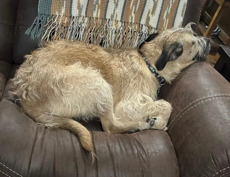 Huckleberry thumbnail 2