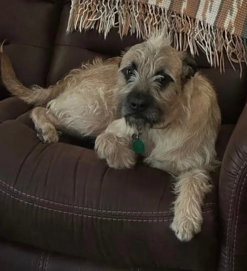 Huckleberry thumbnail 3