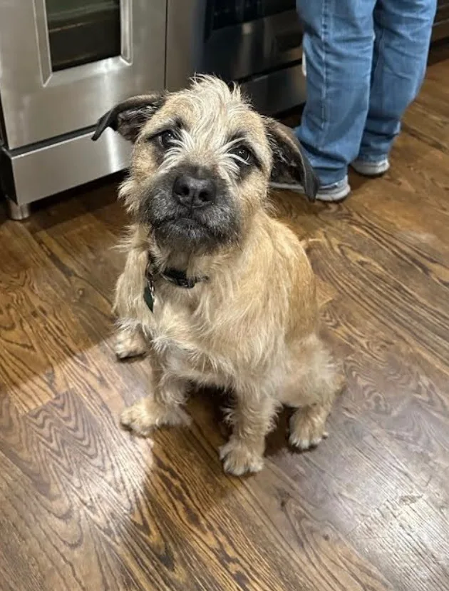 Huckleberry thumbnail 4