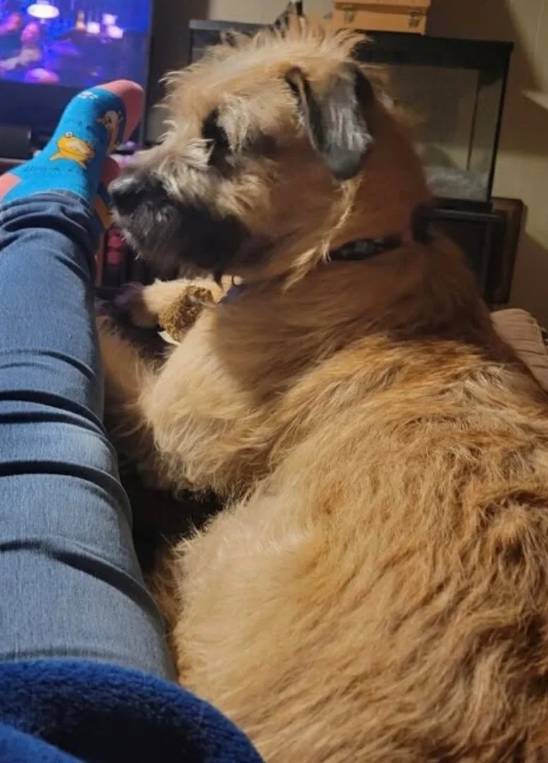 Huckleberry thumbnail 5