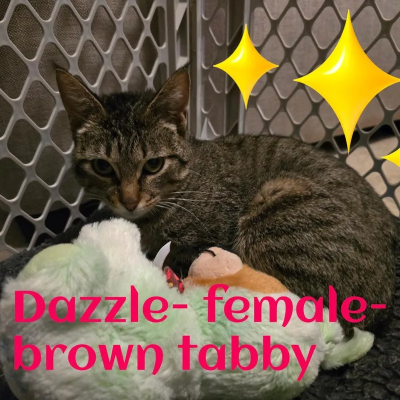 A young medium-sized female Brown / Chocolate Domestic Short Hair cat named Dazzle for adoption in Jasper, IN