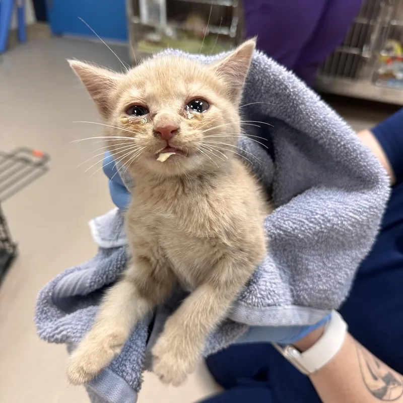 A baby small-sized male Buff / Tan / Fawn Domestic Short Hair cat named Pudge for adoption in Newark, NJ