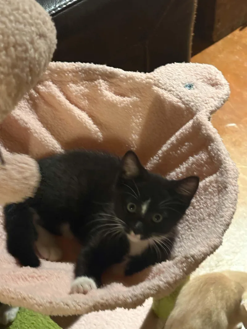 A baby medium-sized male Black & White / Tuxedo Domestic Short Hair cat named Silly Goose for adoption in Alpharetta, GA