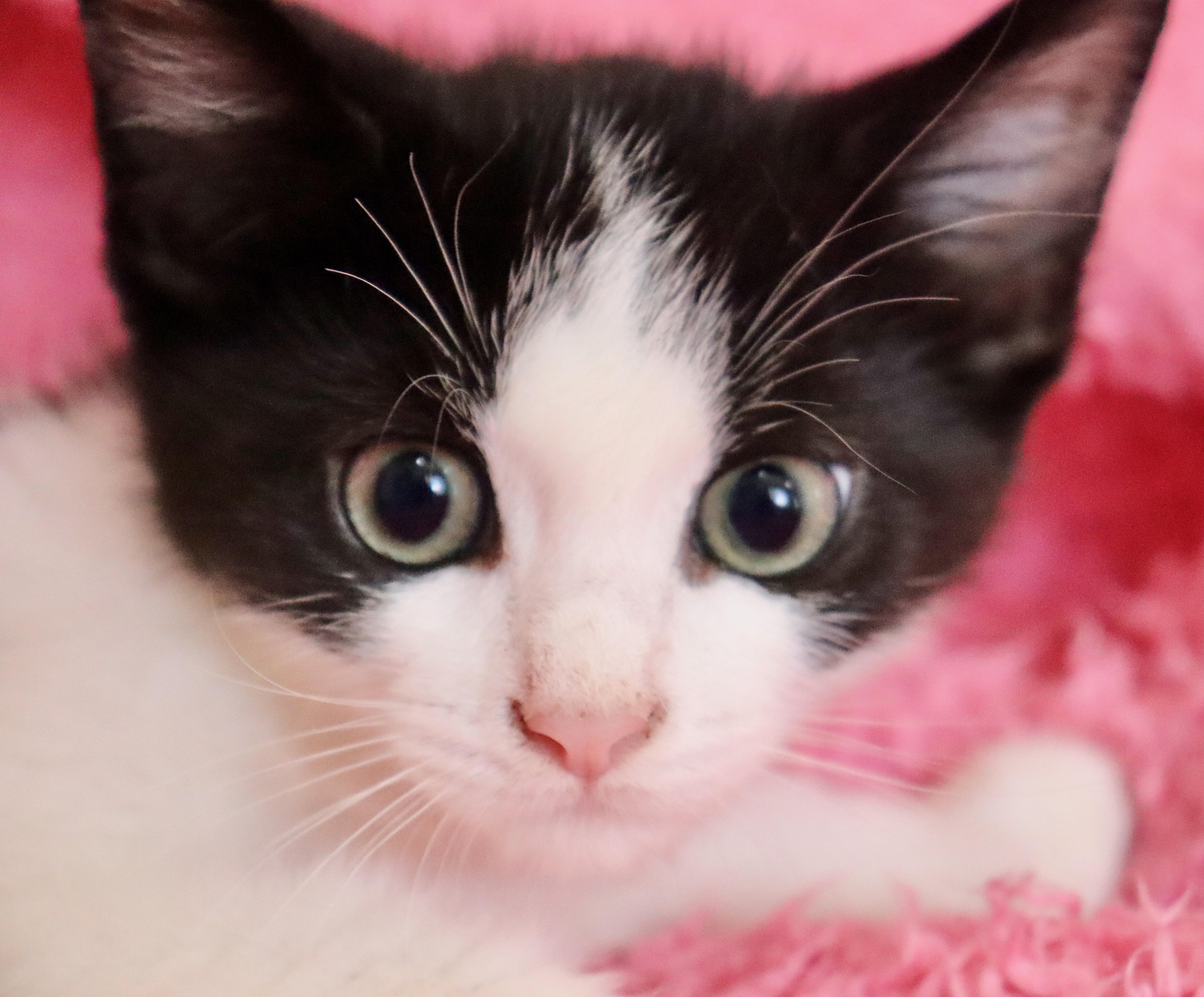A baby medium-sized female Black & White / Tuxedo Domestic Short Hair cat named Arizona for adoption in Saint Augustine, FL