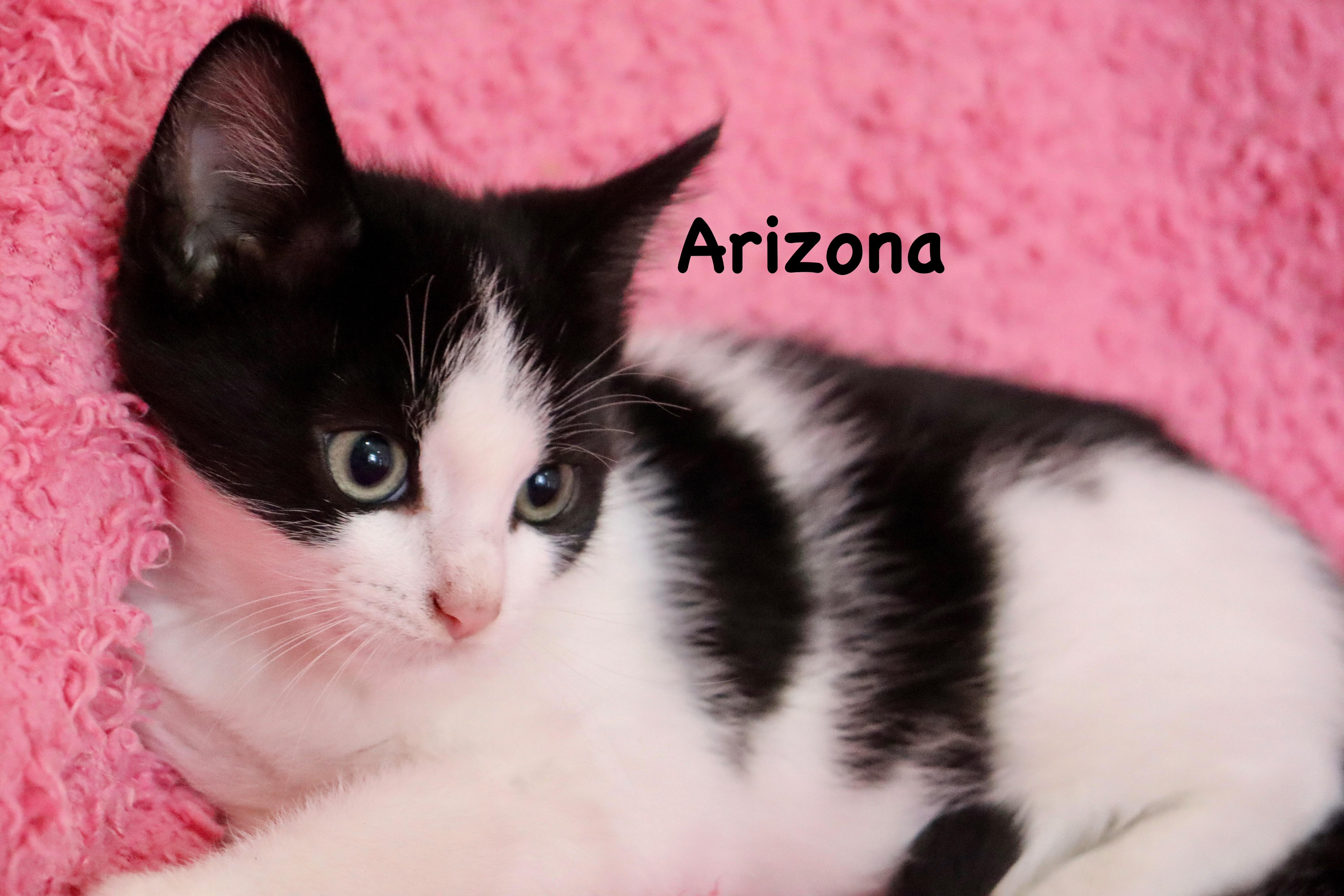 Arizona thumbnail 2