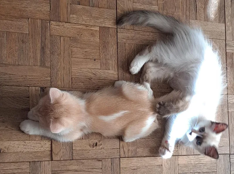 A baby small-sized male Orange & White Domestic Short Hair cat named Bolt for adoption in Phoenix, AZ