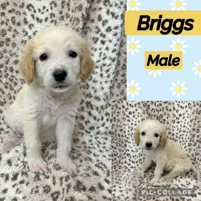 A baby medium-sized male Labradoodle dog named Briggs for adoption in Manchester, CT