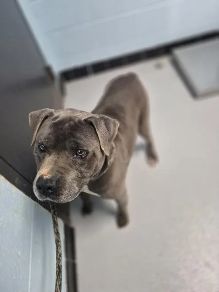 An adult large-sized male Pit Bull Terrier dog named Ic Monty for adoption in Lawrenceville, GA