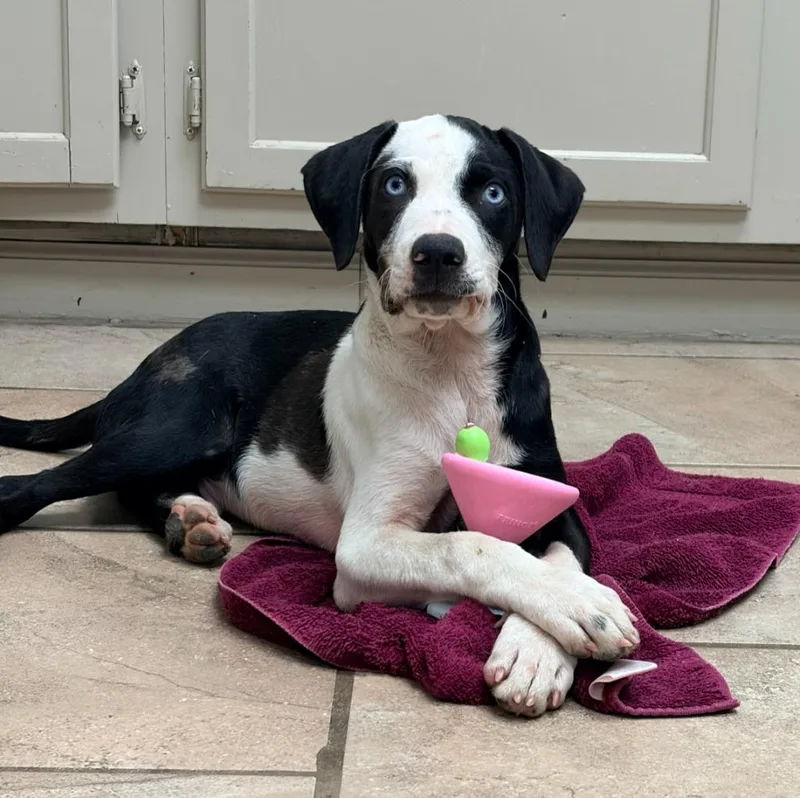 A baby medium-sized male Mixed Breed dog named Kodiak for adoption in Batesville, AR